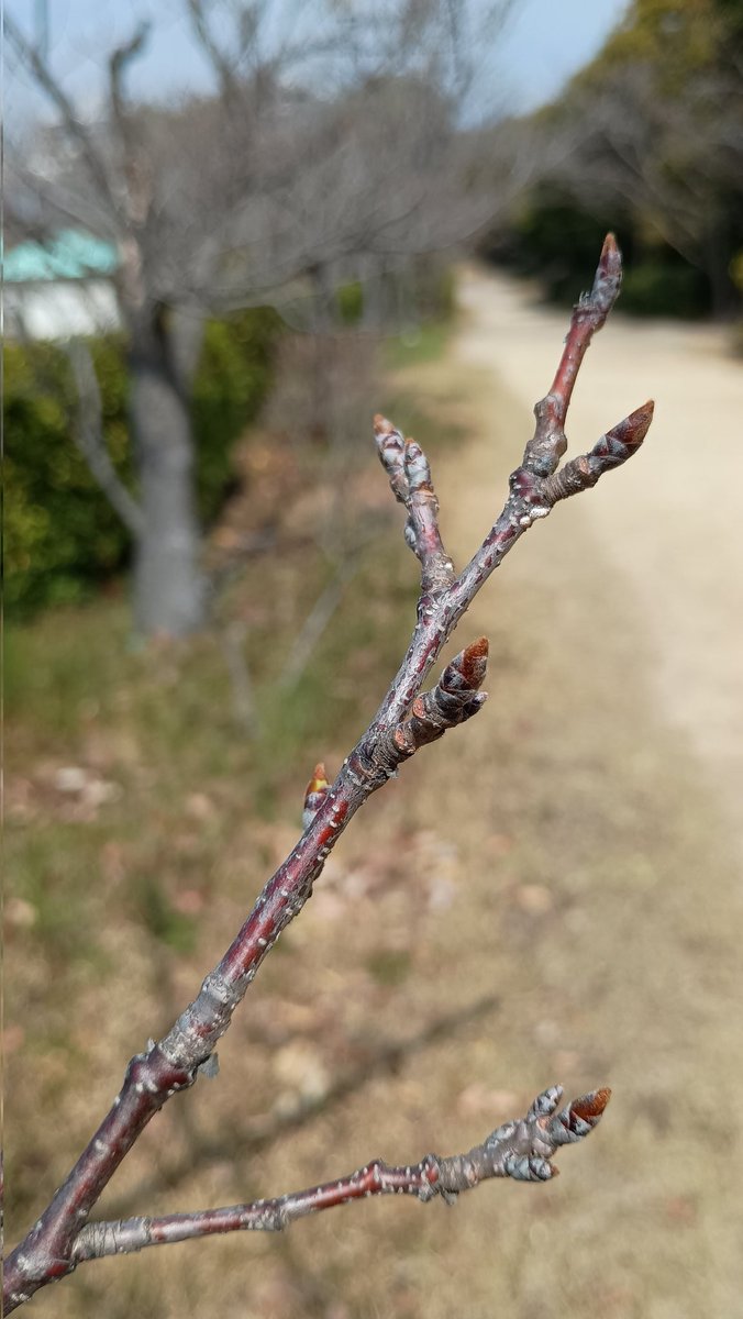 アミティエ ちゃこ tweet media