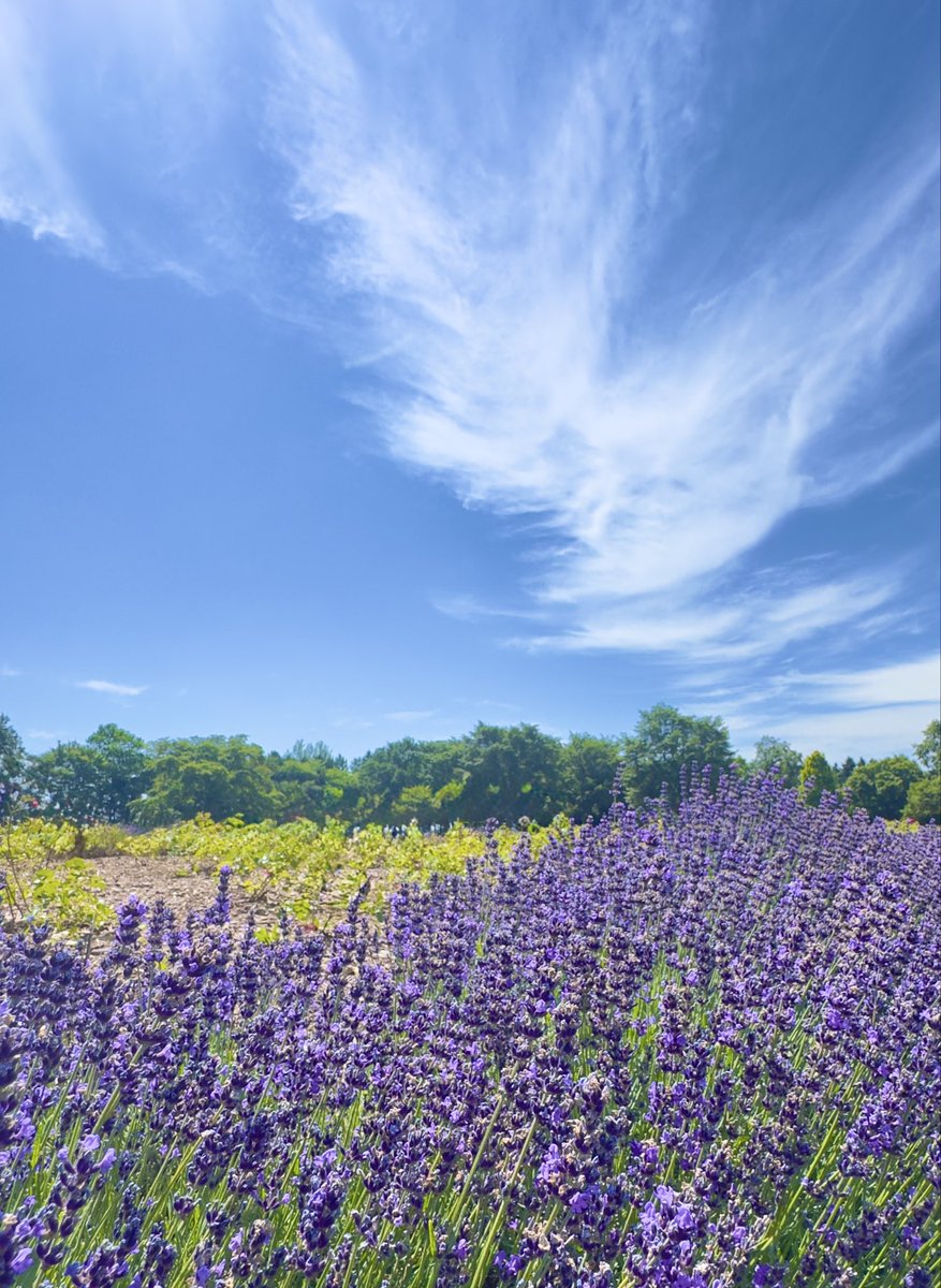 青が好き。 tweet media