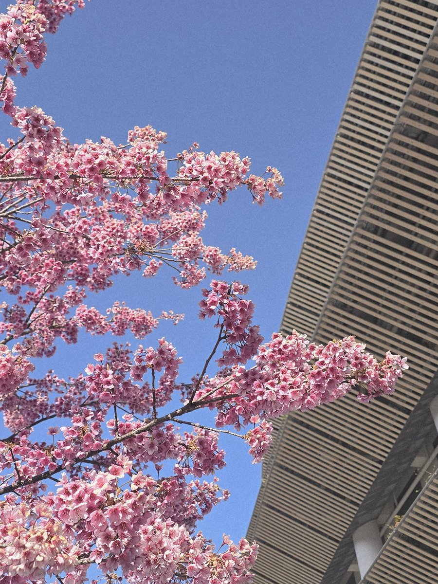 manamoso's tweet photo. @SamsungJPN #先回りするAlフオン 
国立競技場の桜🌸です
これはS24Ultraで撮影 https://t.co/MoL1HprF9l