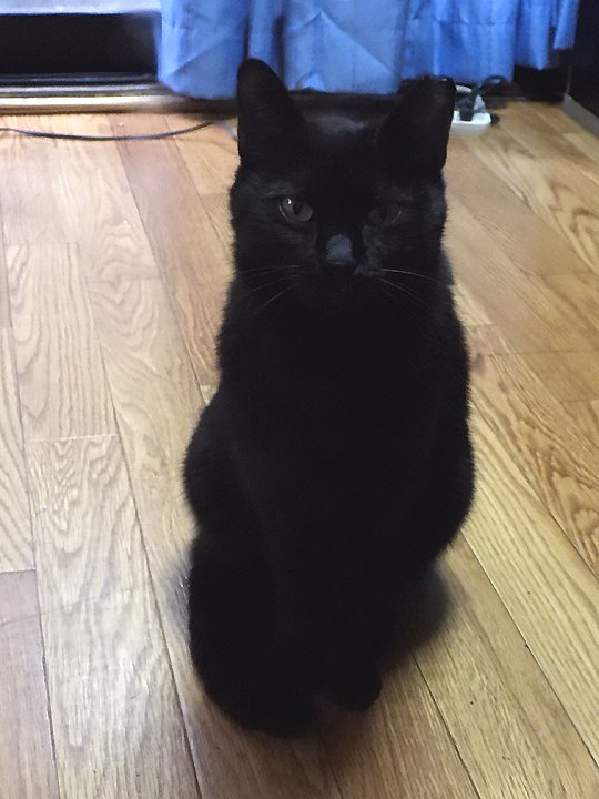 Neue ฅ^. ̫ .^ฅ tweet media