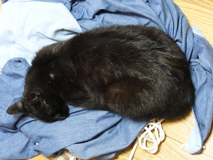 Neue ฅ^. ̫ .^ฅ tweet media