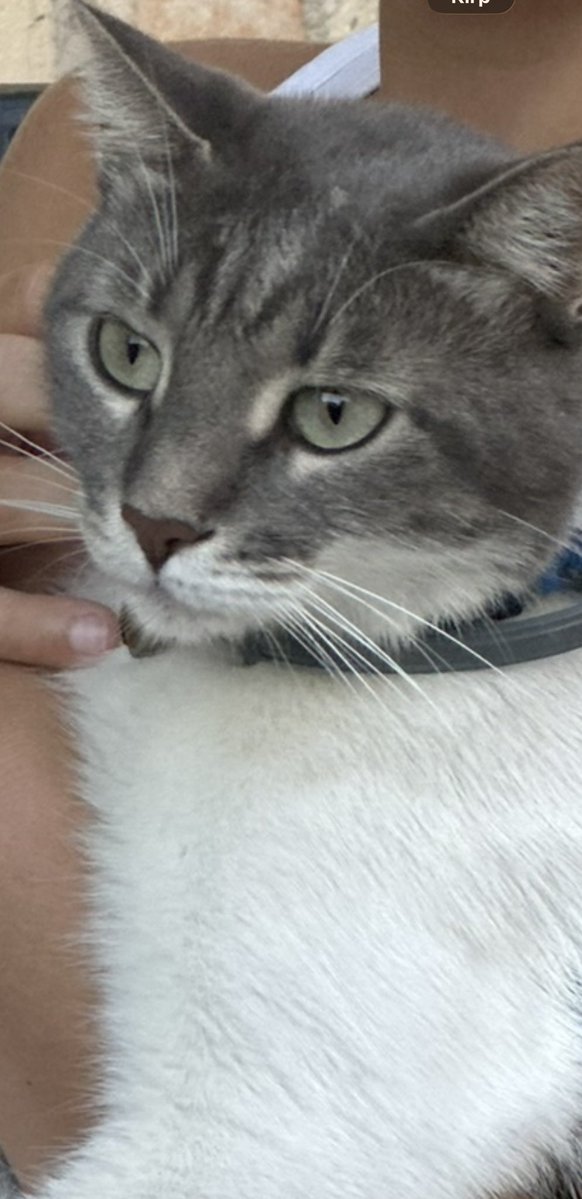 tugba karadayi tweet media