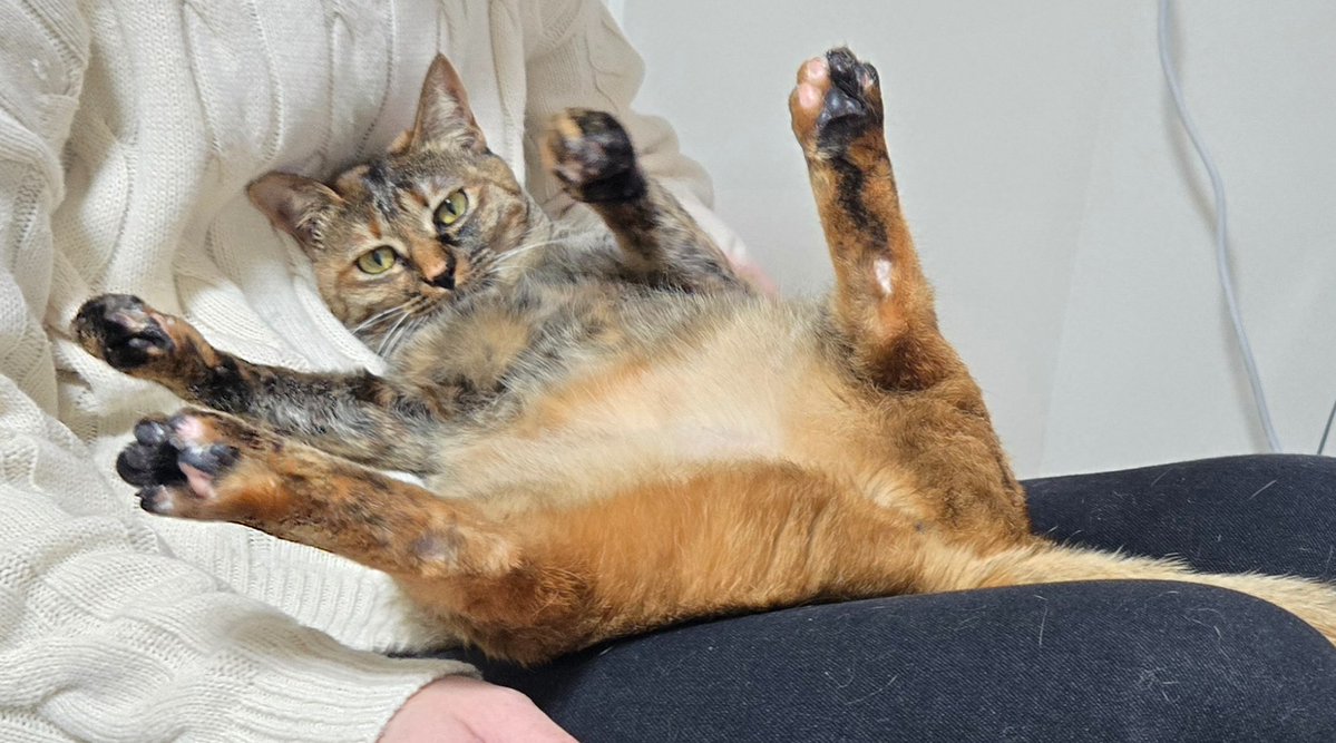 冬乃グミ◆Live2Dモデラー tweet media