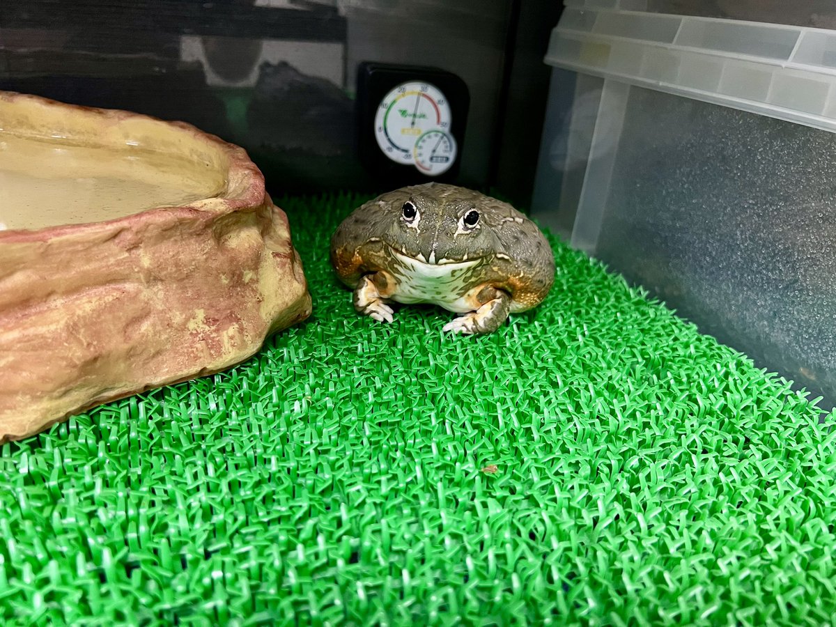 SuDaChi すだち tweet media