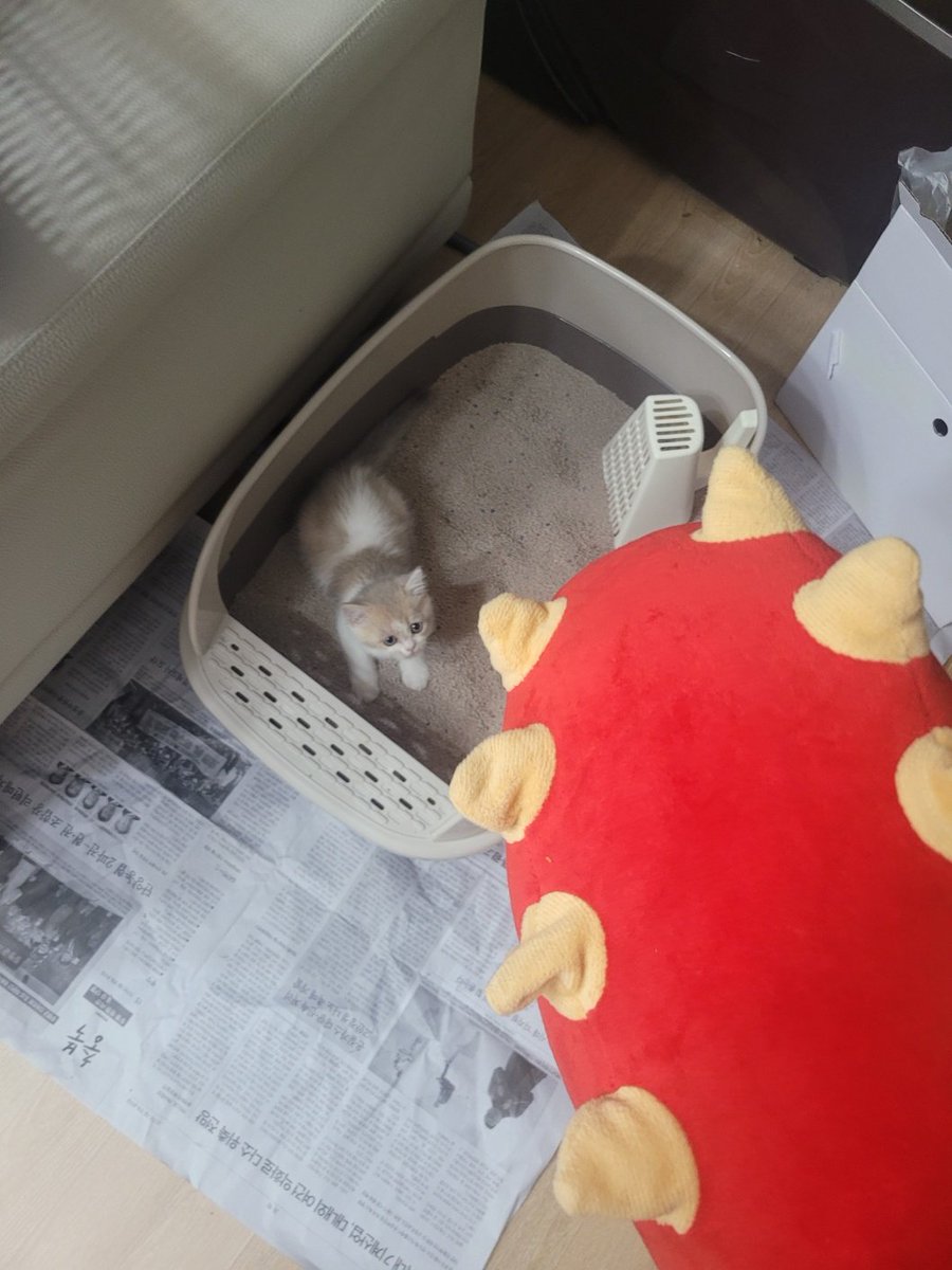 이팔 / 7코 양일부스 tweet media