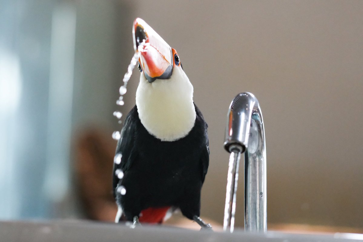 夏が好きなぶた tweet media