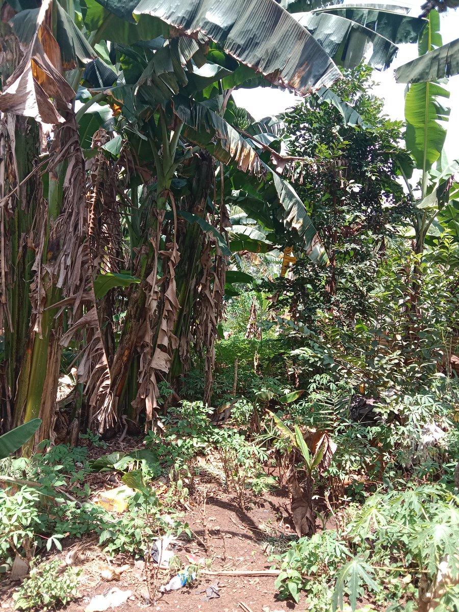 ‏Gilbert tweet media