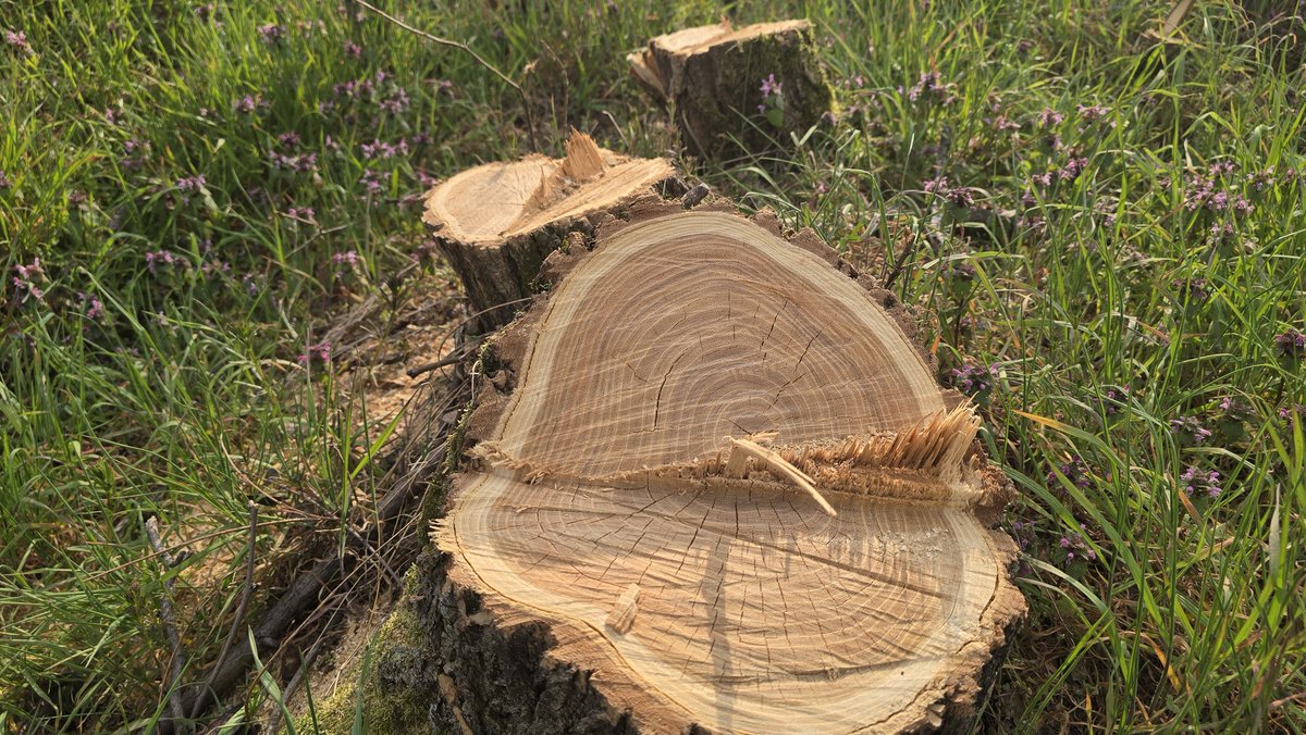 Marko M. Dragoslavic tweet media