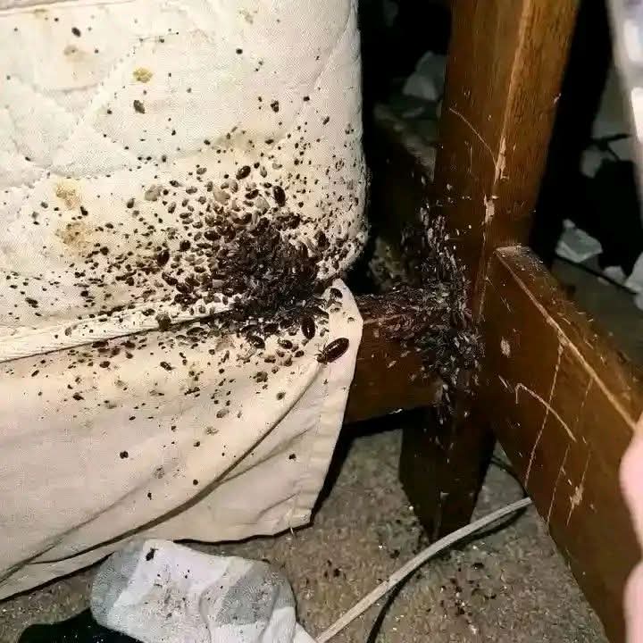 Samwel Wekesa tweet media