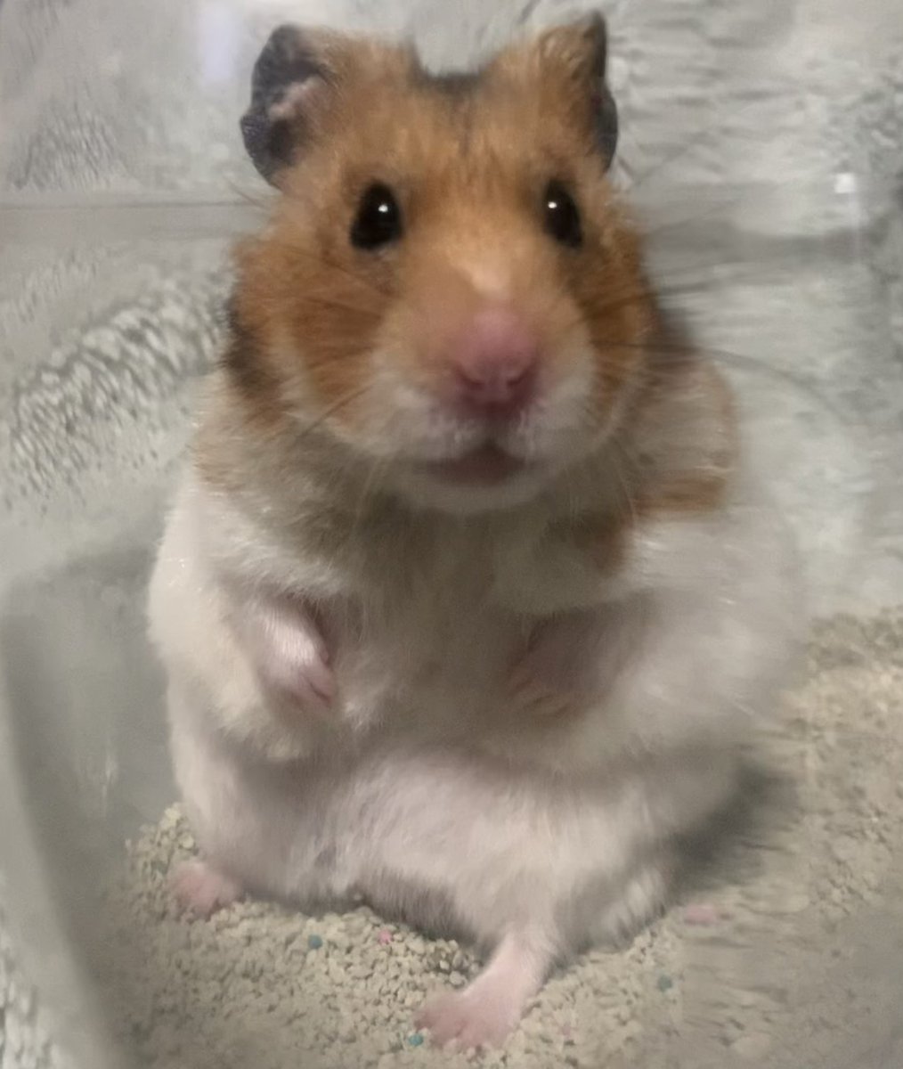 rika@某ソシャゲの騎空団 元 団長 tweet media