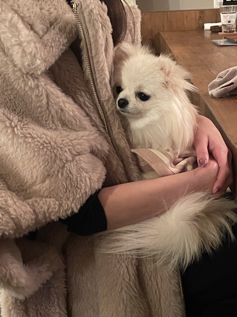 ポメラニアンのえま🐶🍼‎🤍 tweet media