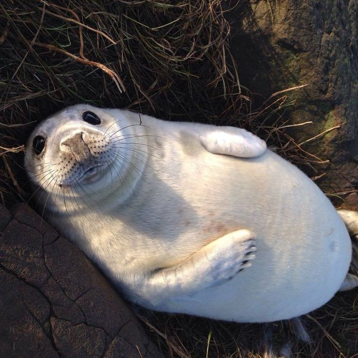 Awesome Seal Toast 🌻🦭 tweet media