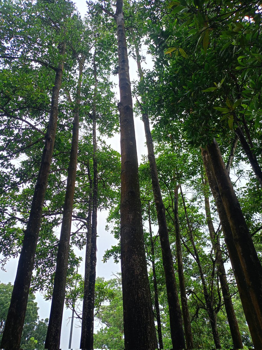 lail! 🍀🌸 tweet media