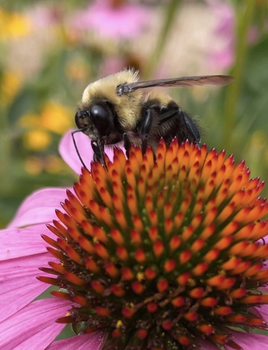 Rusty Patched tweet media