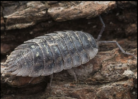 Kitchen Garden tweet media