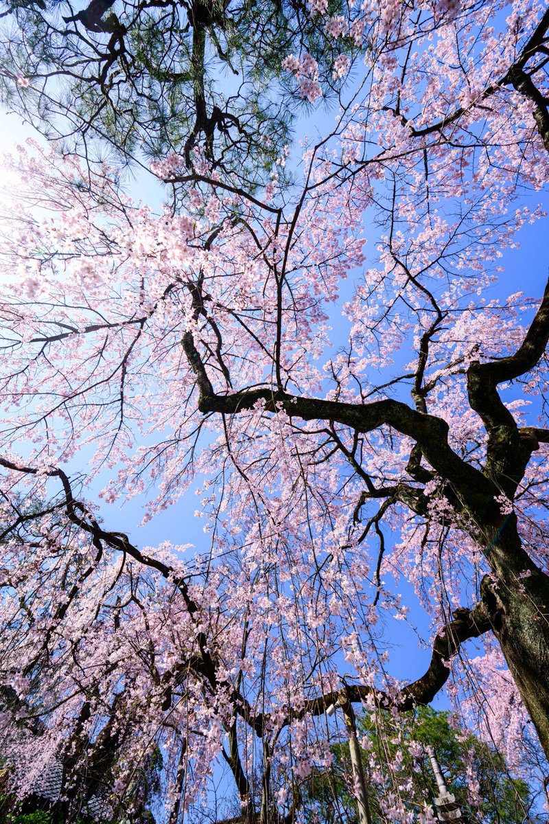 LENSおじさん tweet media