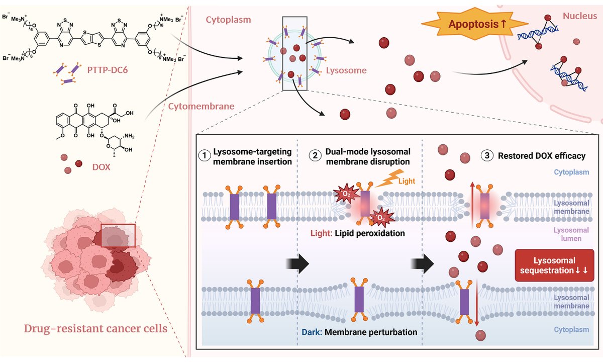 Cancer Drug Resistance tweet media