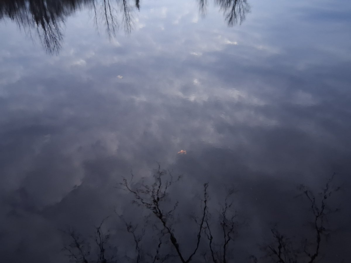 Avian Soul (aka The Dusty Old Buzzard) tweet media