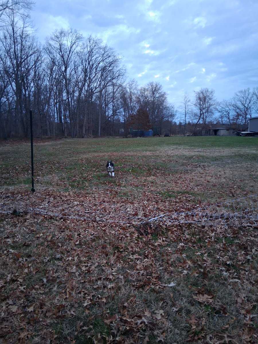 Avian Soul (aka The Dusty Old Buzzard) tweet media