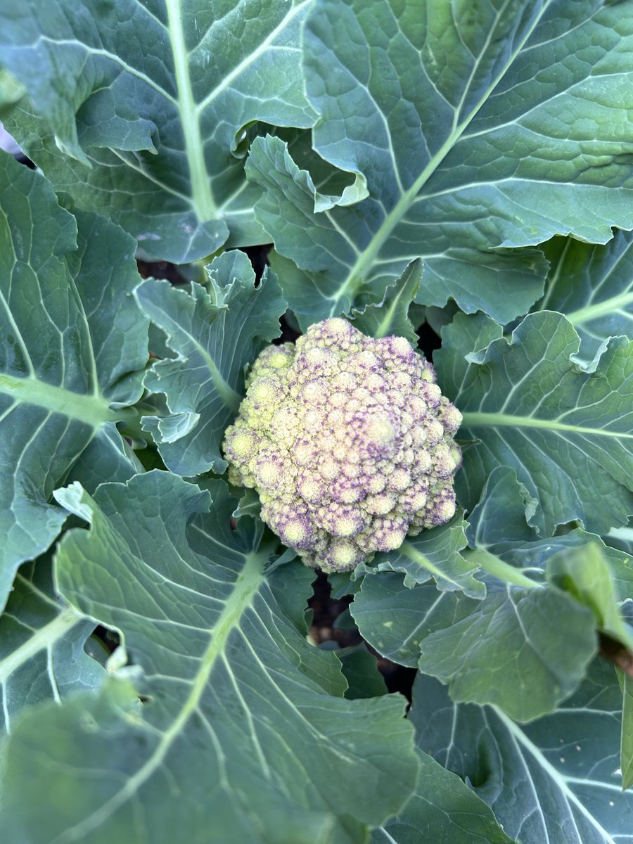 awaya@原稿ﾏﾝ tweet media