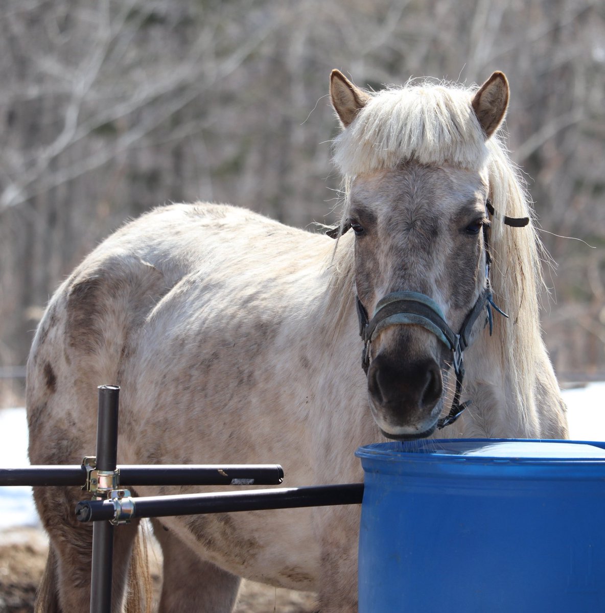 十勝ポロシリランチ tweet media