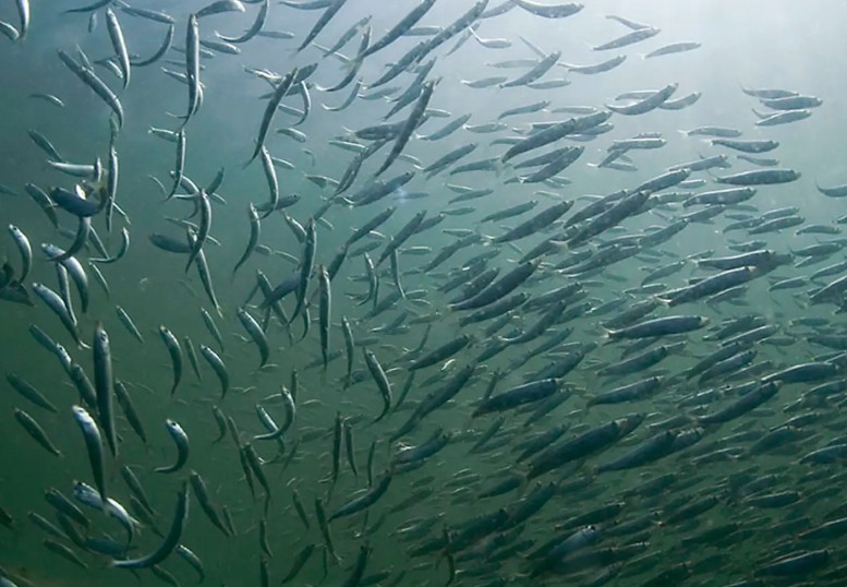 ohmanius's tweet photo. Samma art men olika #gener. #Sill från olika delar av #Östersjön skiljer sig åt genetiskt visar forskning från #SLU. Skillnader i salthalt och temperatur påverkar. 

@SLU_aqua @KristinebergC @GothenburgMBL @havsmiljo @havetnu @havochvatten https://t.co/rksvrgFcwt