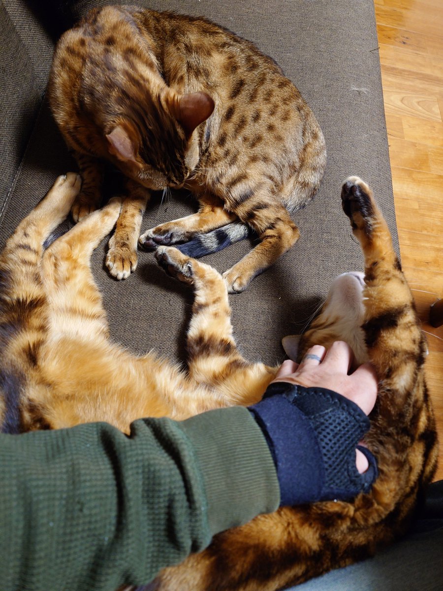 🇯🇵百鬼丸🏍🐱 tweet media