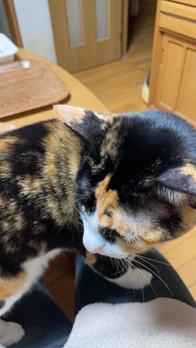 thin2(シンツー)@藤沢市で三毛猫と暮らせるしあわせ! tweet media