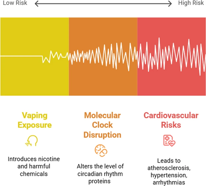 BenedettaIzzi's tweet image. Vaping was meant to replace smoking—but is it safer?
E-cigarettes can disrupt circadian proteins (↓ melatonin, PER, CRY) and increase inflammation/oxidative stress—patterns long linked to smoking and cardiovascular disease. Look at it in #JCTR👉link.springer.com/article/10.100… 
#vaping