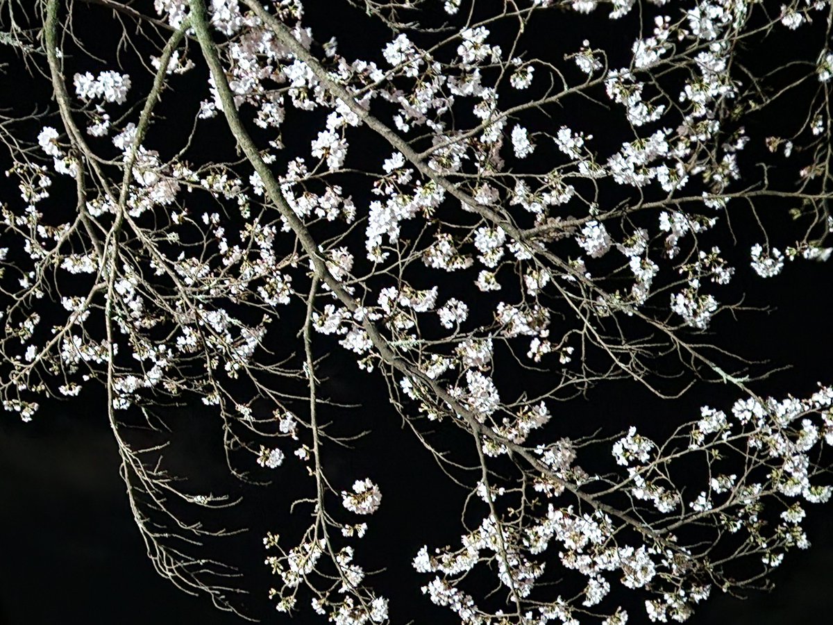 なおなお🌷♀ほぼ百合🫧🟢ホテリエ tweet media