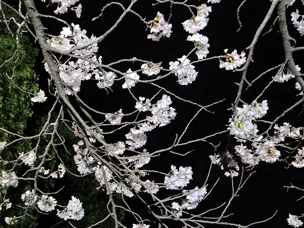 なおなお🌷♀ほぼ百合🫧🟢ホテリエ tweet media