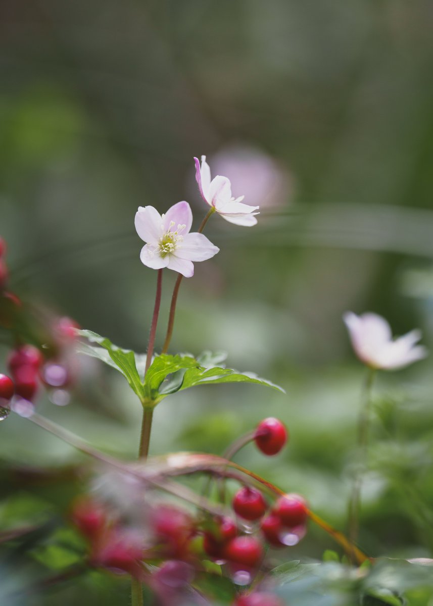 マクロ tweet media