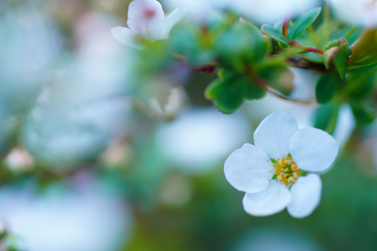 akanta　水滴💧と玉ボケが好きです。 tweet media