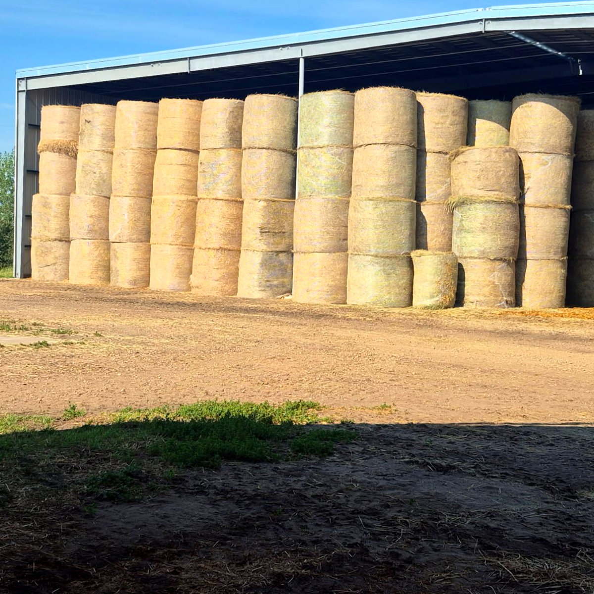 NorthernSteelB's tweet photo. Hay storage build in Stettler, AB 👇
A 121'6" x 50' clear-span steel building with 22' of clearance, engineered for Alberta’s wind &amp; snow.

Strong, spacious, and built to keep your hay dry year-round.
Steel is the real deal!

👉 https://t.co/XVtIkm9tQk https://t.co/SkvPoWRNqn