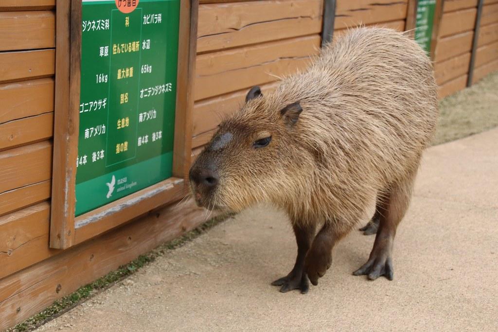 CapybaraHourly's tweet photo. https://t.co/H1hIn0CVWx