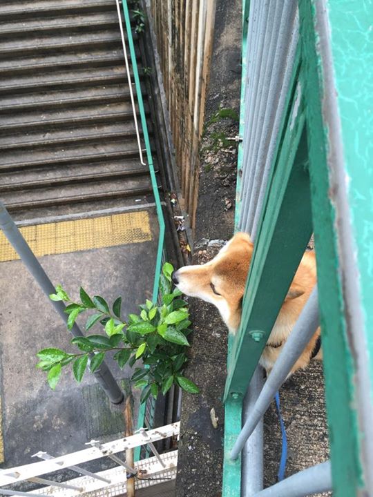 Shiba Every Hour tweet media