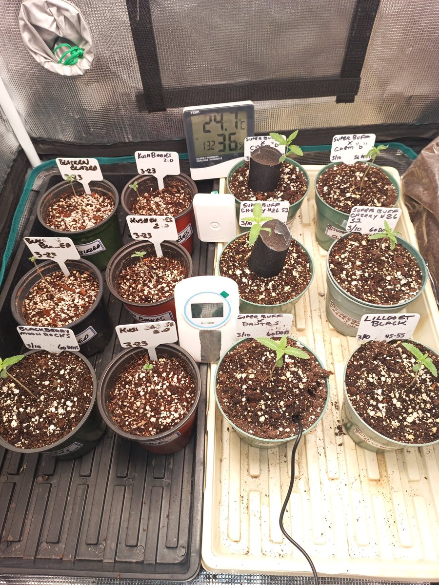 Mr B. 🇨🇦🌱🌿4:20 tweet media