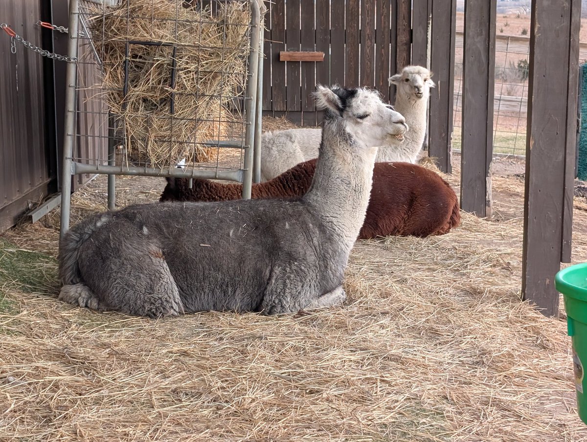 Chris Bohn tweet media