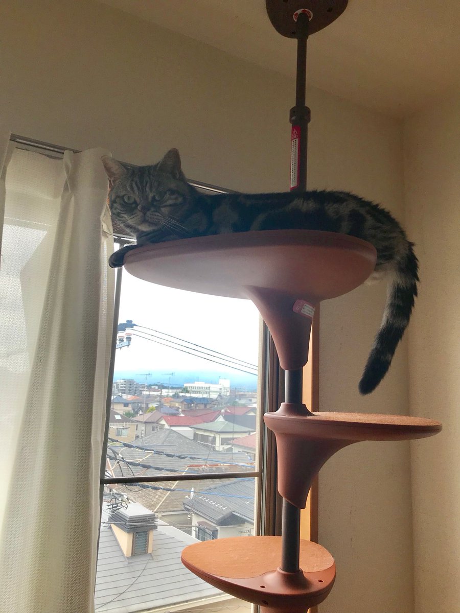 ユーウ🐾 tweet media