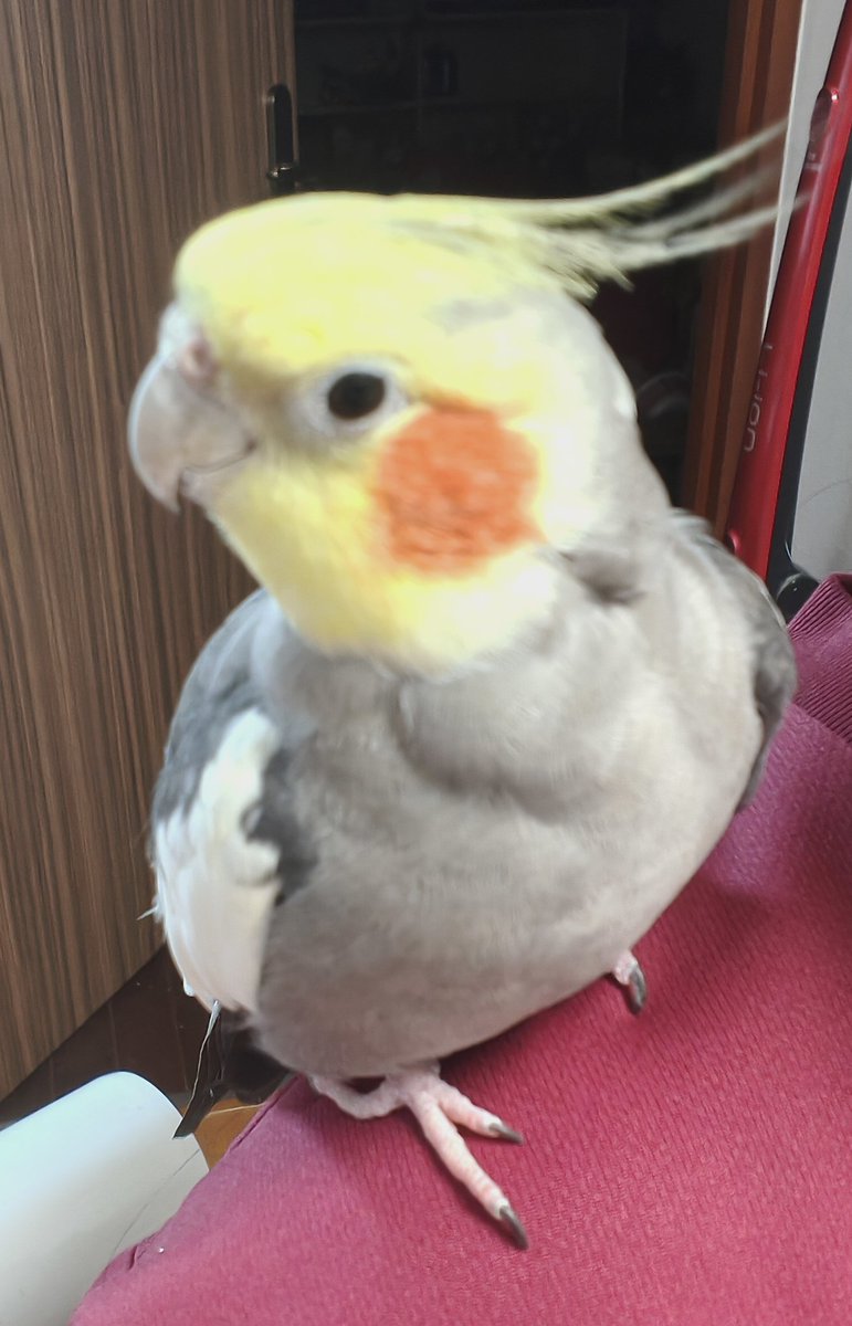 ゆうき tweet media