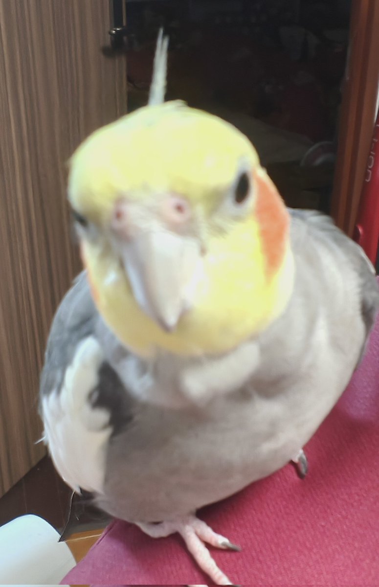 ゆうき tweet media