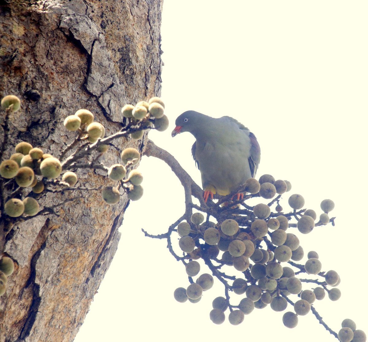 BirdmanKenyan's tweet photo. African Green Pigeon, Kruger #BirdsSeenIn2026 https://t.co/dKln6jp6HO