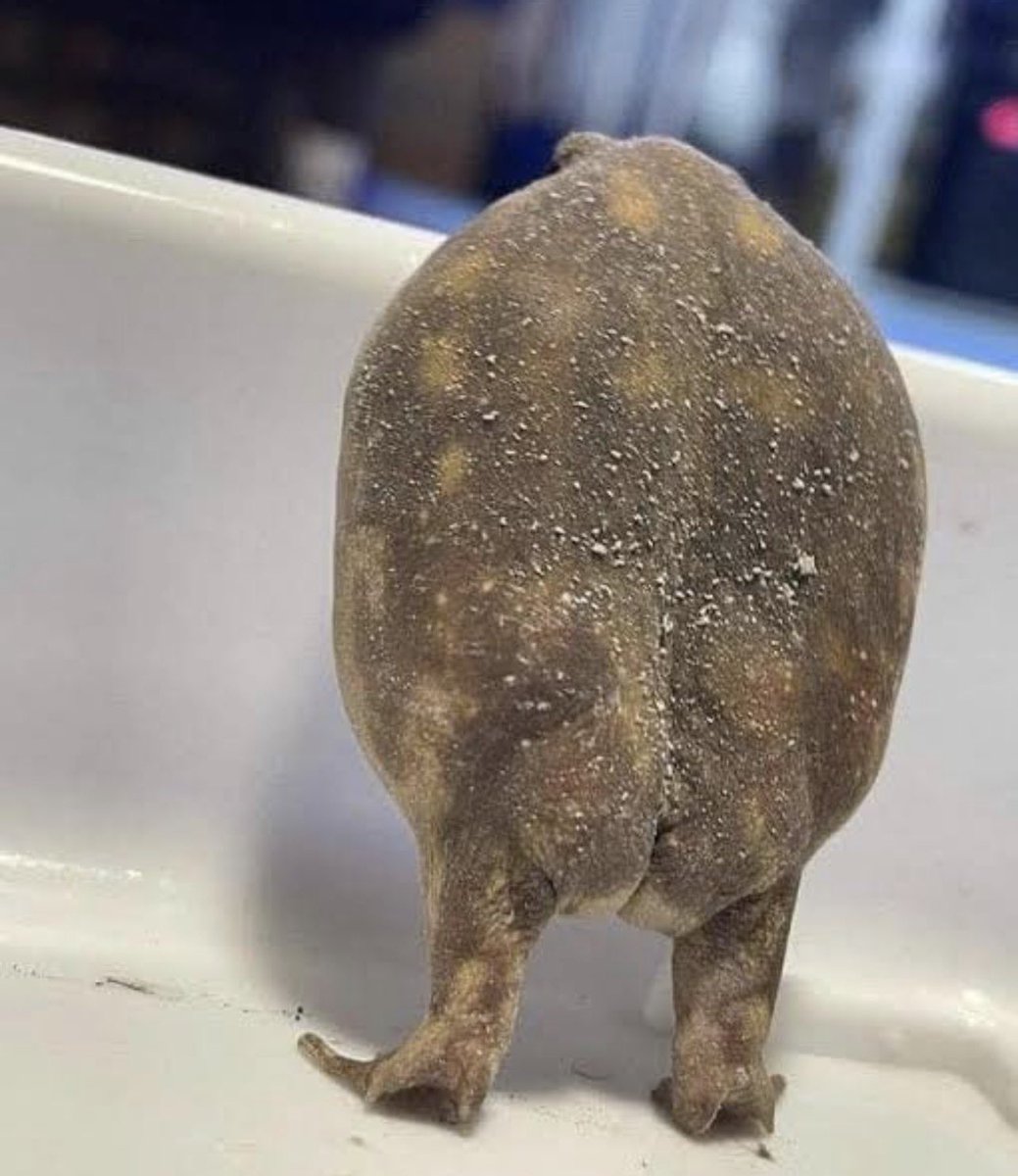 Chefchenko! ☀️☀️ tweet media