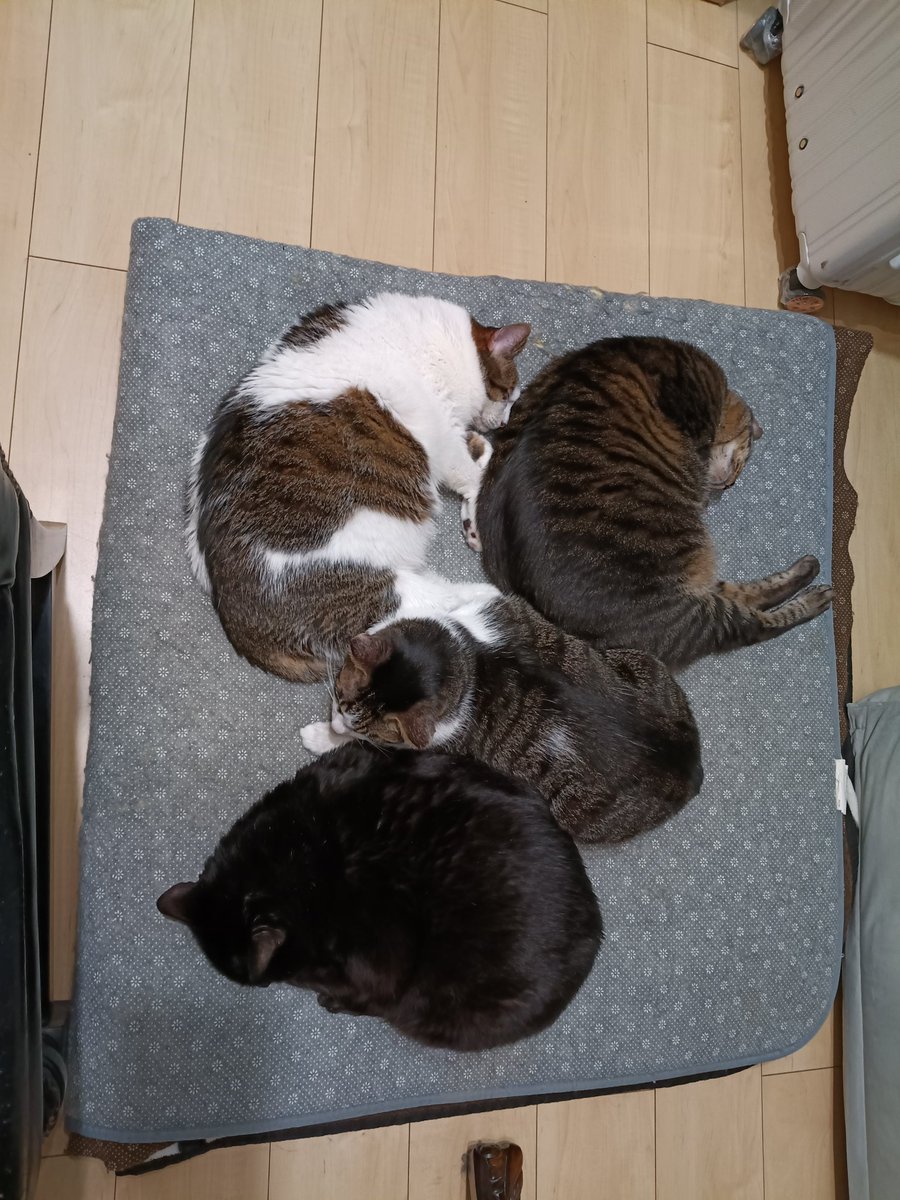 TsuN@スプタン男の#みんちが tweet media