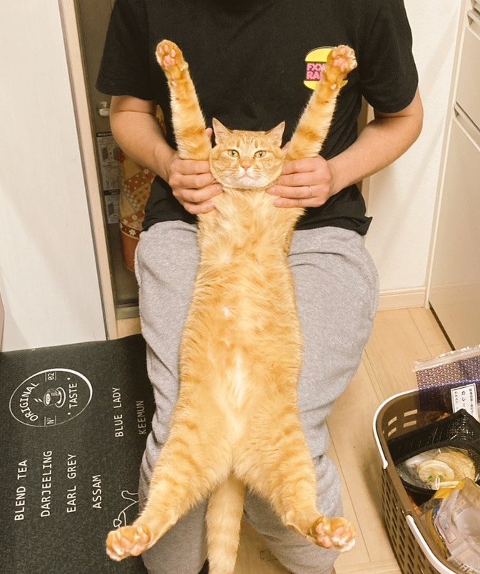 ハꛒᯇᤖ゙ tweet media