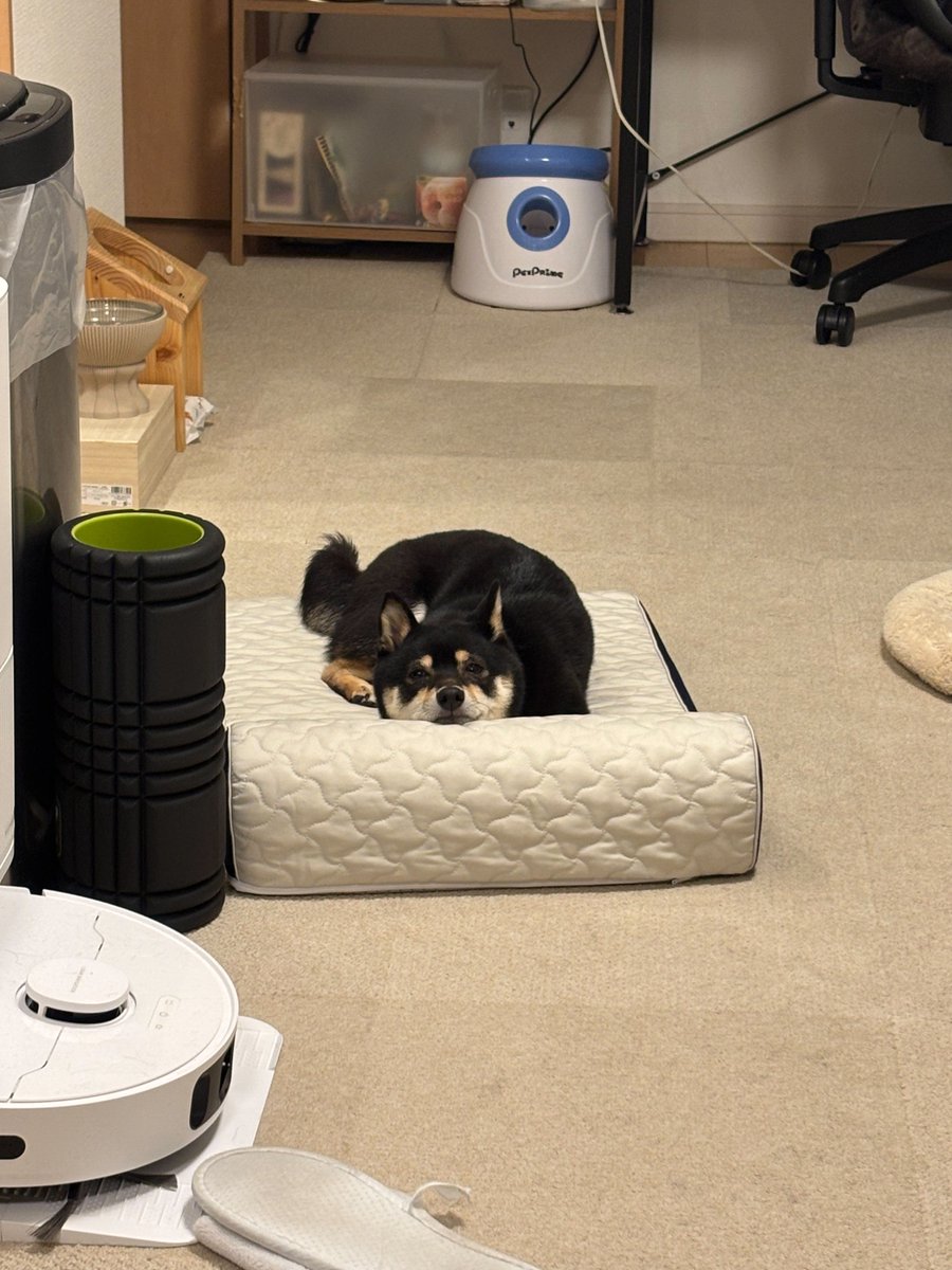 豆柴ごま娘 tweet media