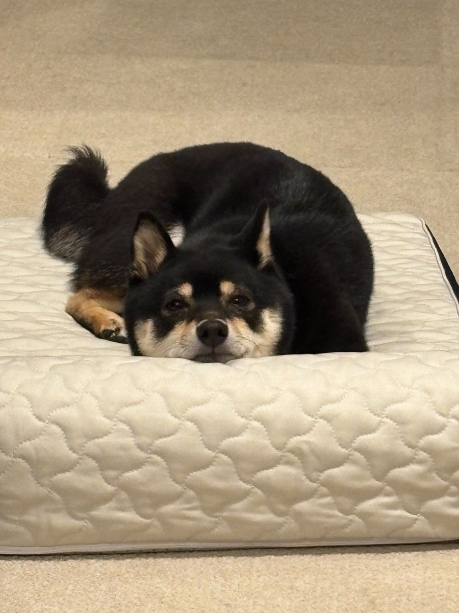 豆柴ごま娘 tweet media