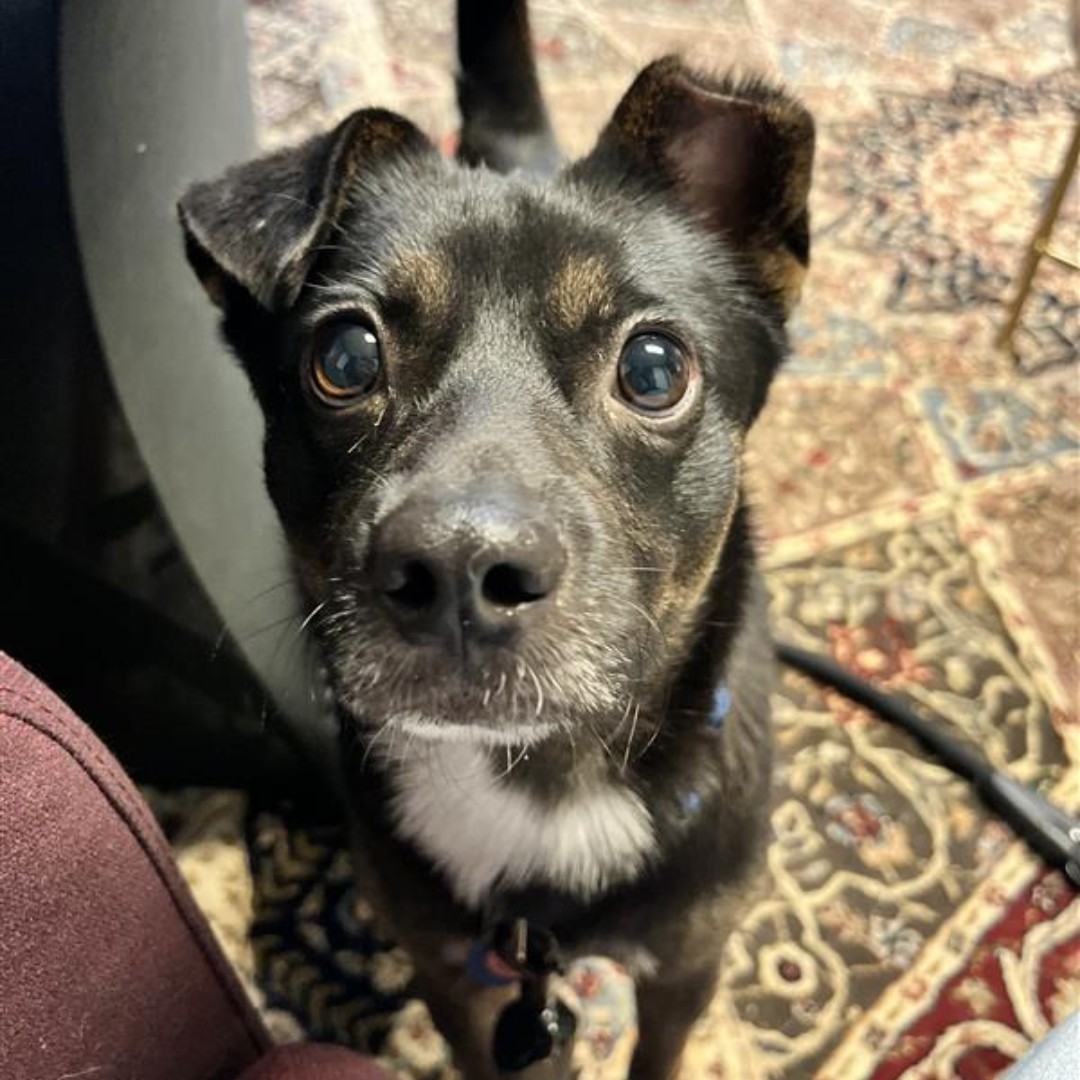 dogsbetterlives's tweet photo. Meet Jack 🐾! He joined the DBL From Shelter to Service Atlanta program on March 13 after passing evaluations! Petite but full of personality.
The past couple of weeks: acclimation, name recognition & crate basics.
We’re excited to watch him grow!
#DogsForBetterLives #DBLPack https://t.co/NpPIZBVzsQ