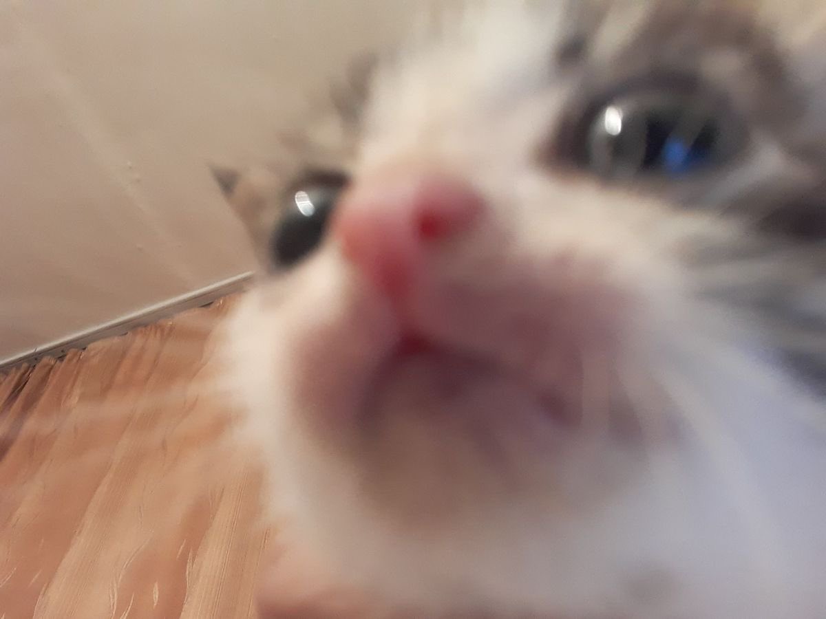 Selen Ai ✶ tweet media