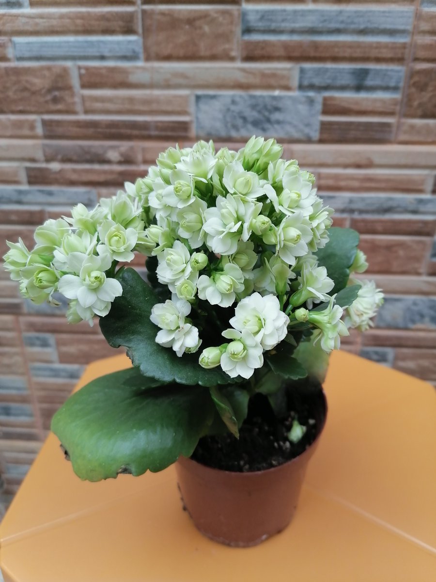 Tracy Ellis tweet media